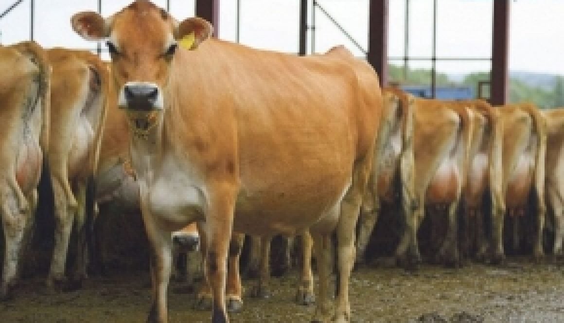cow